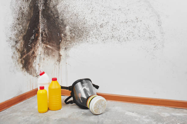 Best Mold Damage Repair  in Crossville, TN