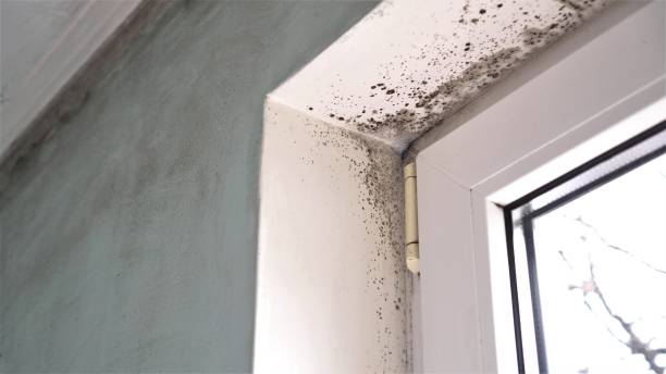 Best Local Mold Removal Service  in Crossville, TN