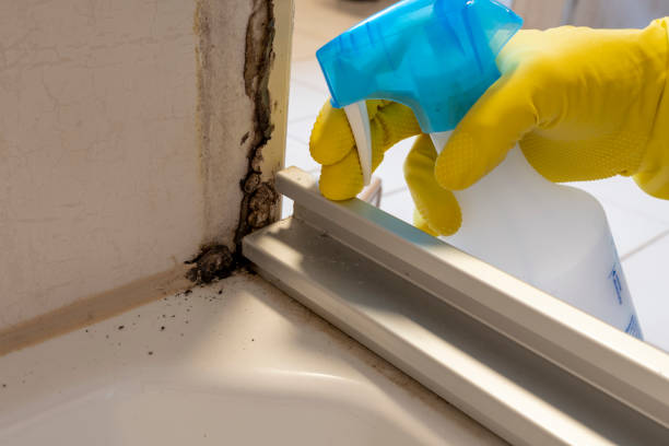 Best Black Mold Removal  in Crossville, TN