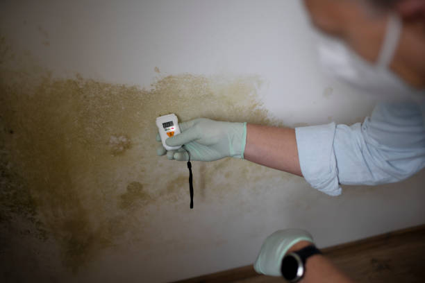 Best Mold Remediation  in Crossville, TN