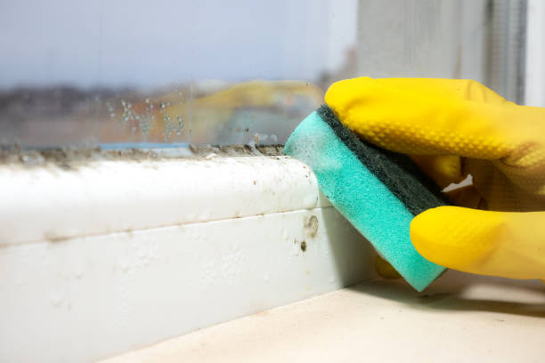 Best Residential Mold Removal  in Crossville, TN