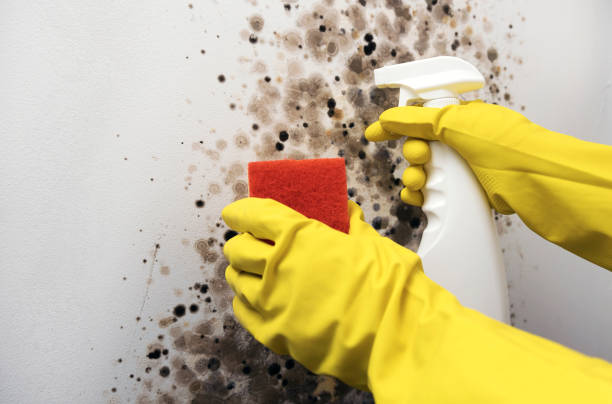 Mold Removal and Inspection in Crossville, TN