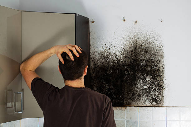 Best Mold Removal Company Near Me  in Crossville, TN